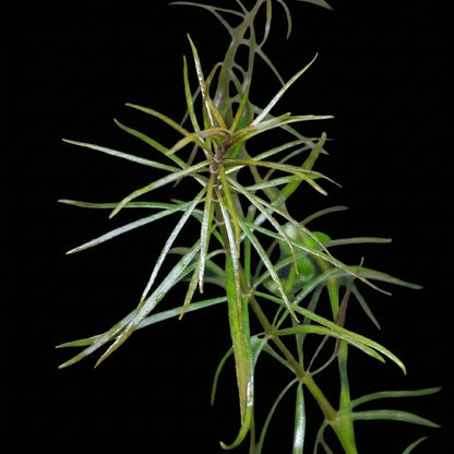 Vue de dessus d'une tête de Pogostemon stellatus, montrant la finesse du feuillage qui peut prendre des teintes dorées sous un éclairage intense.