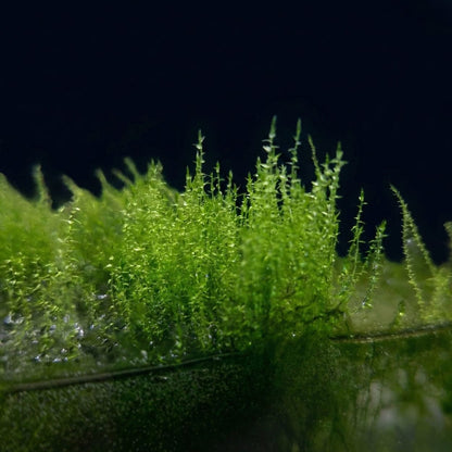 Tapis dense et vert tendre formé par la Nano-mousse (Amblystegium serpens), une alternative plus fine à la mousse de Java.