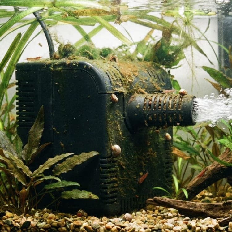 Installation très complexe avec une  pompe d'aquarium, des multiples filtres externes, illustrant le problème de l'excès d'équipement dans le Chapitre 4 du Guide Officiel de l'Aquariophilie Naturelle.