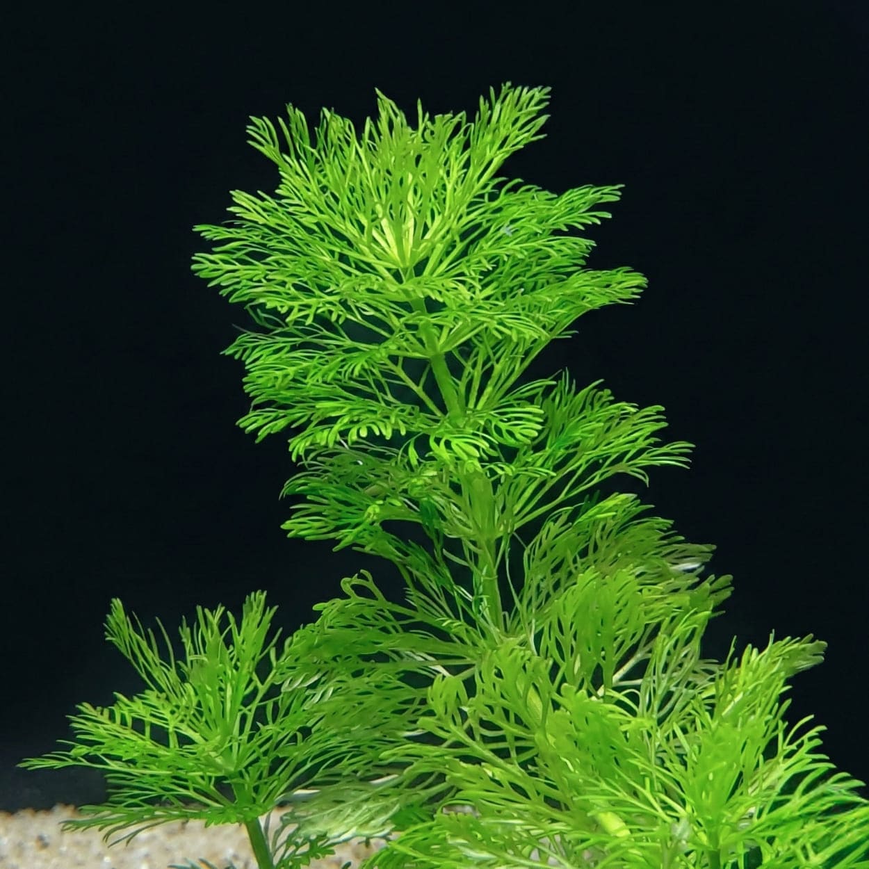 Groussopnahm vum Spëtz vun enger Limnophila sessiliflora, déi déi filigran, schiirmsfërmeg a fein ausgemeesselt Blieder ervirhiewt.