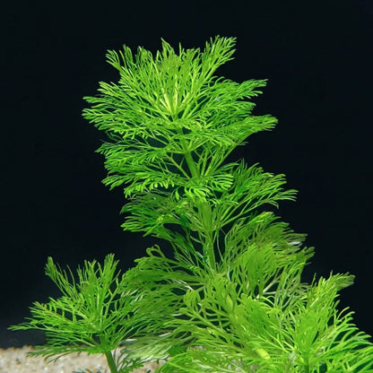 Groussopnahm vum Spëtz vun enger Limnophila sessiliflora, déi déi filigran, schiirmsfërmeg a fein ausgemeesselt Blieder ervirhiewt.