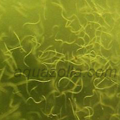 Les anguillules du vinaigre sont de très petits vers nématodes qui vivent dans un milieu acide comme le vinaigre, où elles se nourrissent de bactéries. Elles n'ont donc pas leur place dans un aquarium ni un bassin ! Cependant, certains aquariophiles les élèvent car elles constituent des proies très utiles pour les très petits alevins.