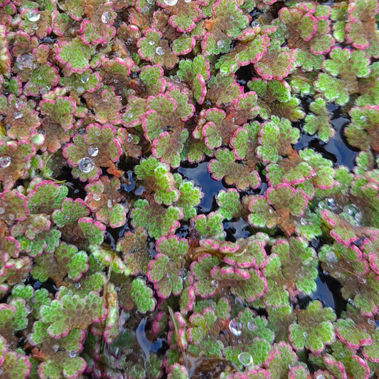 L'Azolla est une plante de surface extraordinaire et originale : jolie, nourricière, dépurative... et idéale en paillage au jardin ! Du bassin à l'aquarium, elle est à l'aise partout et facile à maîtriser quand elle prospère.