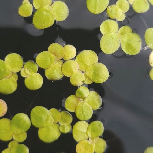 La grande lentille d'eau (Spirodela polyrhiza) n'est qu'une lointaine cousine de Lemna minor, la petite lentille bien connue. D'un genre différent mais de la même famille, elle n'en pousse pas moins exactement de la même façon et présente les mêmes avantages.