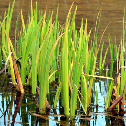 Plante emblématique des berges, ses racines sont un refuge sous l'eau et ses feuilles émergent en un bouquet spectaculaire.