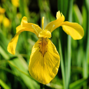 L'Iris des marais se débrouille seule. Elle peut être abandonnée flottante dans un poubellarium ou plantée dans un pot ou au fond du bassin. Tant que ses feuilles parviennent à émerger, elle est heureuse.