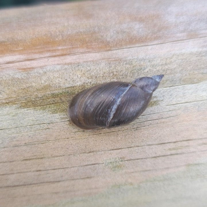 Sa taille adulte de 5 cm environ fait de la limnée un escargot spectaculaire. Sa ligne pointue et sa couleur brun sombre la rendent superbe.