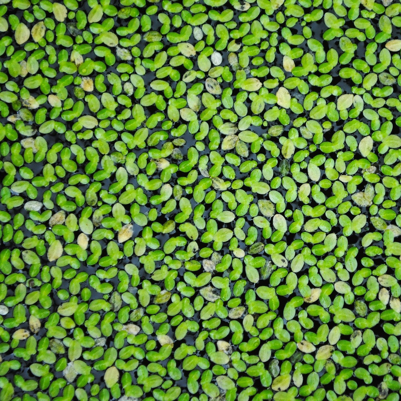 La petite lentille d'eau (Lenca minor) est une des plantes de base de tout aquarium ou bassin naturel. C'est une très petite plante flottante qui, quand elle se plaît, se multiplie à l'infini jusqu'à recouvrir complètement la surface.