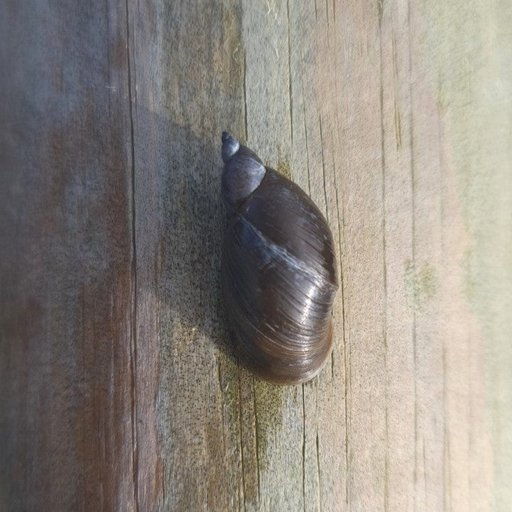 La grande limnée (Lymnaea stagnalis) est un escargot de nos étangs, et qui peut donc vivre tout l'année en bassin extérieur, sans jamais souffrir de l'hiver. En aquarium, sa tolérance va jusqu'à 25°C mais elle apprécie peu la chaleur au-delà. Grande consommatrice d'algues, on la recherche beaucoup dans les bassins pour cette raison, où elle est très efficace pour limiter l'envahissement.