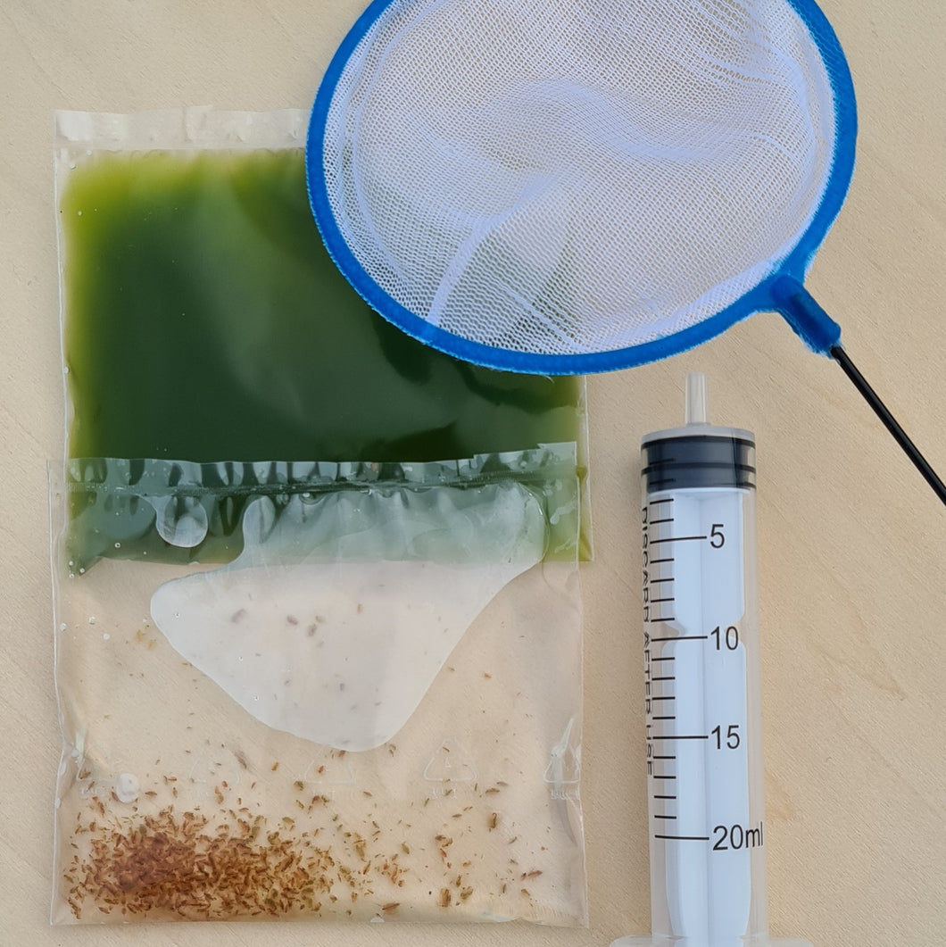 Mettez toutes les chances de votre côté pour réussir l'élevage le plus utile pour vos poissons : celui des daphnies, infiniment plus simple que celui des artémias. Le kit proposé par Aquazolla contient tous les accessoires et ingrédients nécessaires.