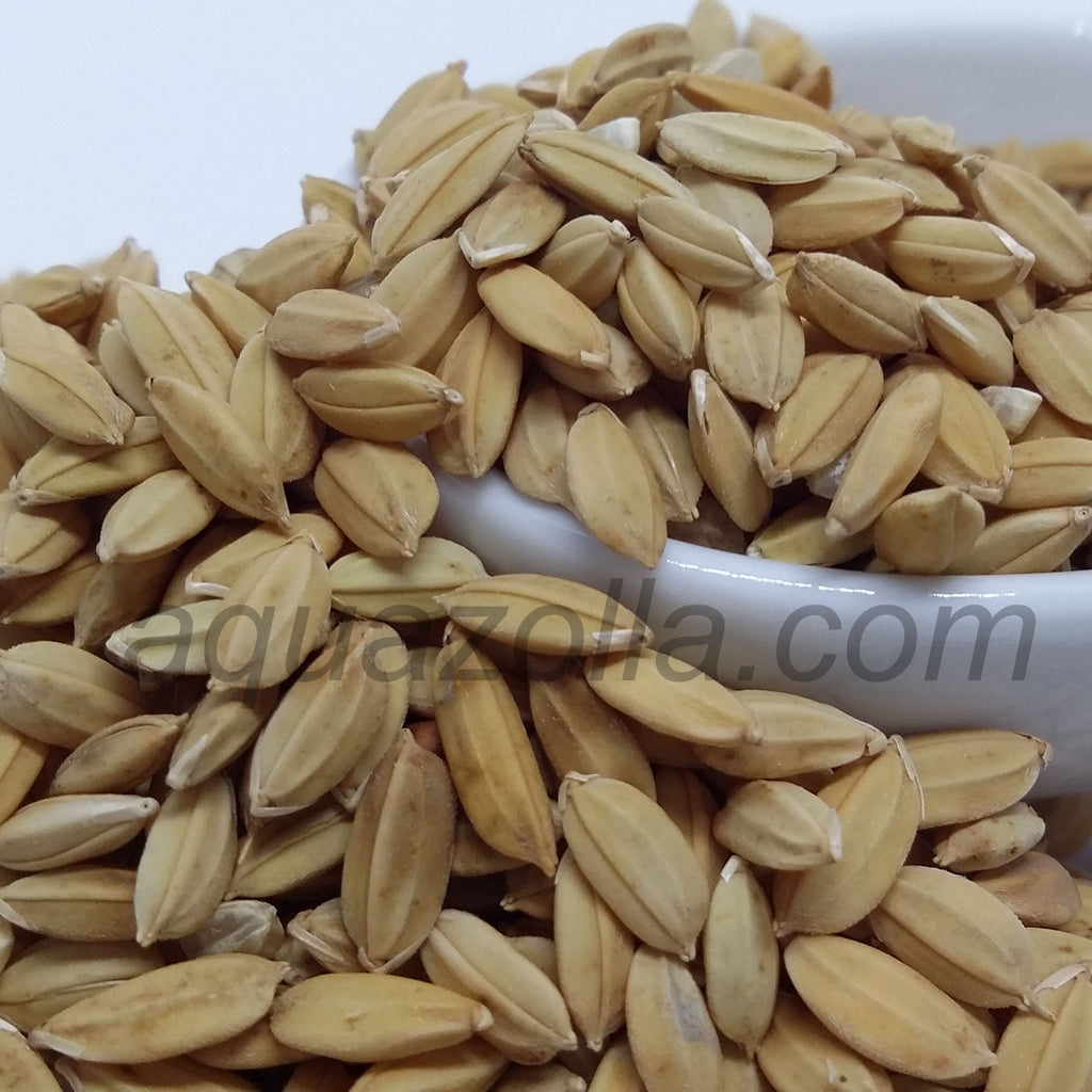 Riz paddy non traité – Aquazolla