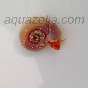 La planorbe est un magnifique escargot aquatique de bonne taille. Nous la proposons avec sa robe rose. 