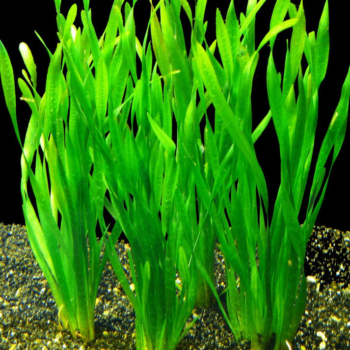 es una planta acuática clásica, reconocida por sus largas hojas en forma de cinta que pueden alcanzar gran altura dentro del acuario. Originaria de Asia y América, es muy resistente y fácil de cuidar, ideal para principiantes. Prefiere sustrato nutritivo y buena iluminación, aunque tolera condiciones variables. Crece rápido, ayudando a oxigenar el agua y proporcionar refugio a peces. Perfecta para fondos y crear ambientes naturales en acuarios plantados.